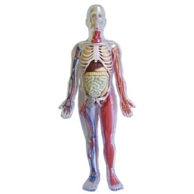 Human Body Kit image 2