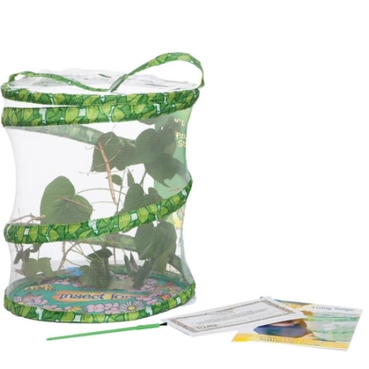 Stick Insect Kit