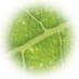 Pocket Microscope image 3