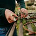 Plant a Tree Kit image 4
