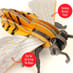 Build Your Own Honey Bee Kit image 5