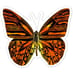 Scratch Stickers - Butterfly Orange